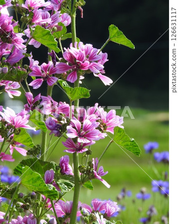 歐洲本土多年生植物“錦葵” 歐洲本土多年生植物“錦葵” 126631117
