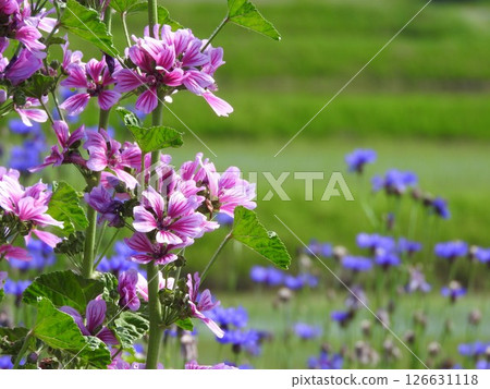 原產於歐洲的多年生植物“錦葵”，背景為矢車菊 126631118