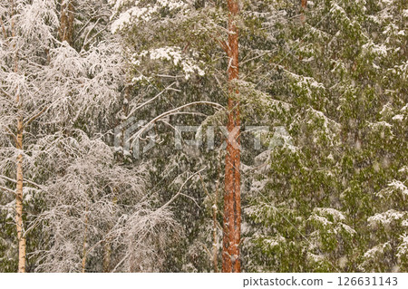 The heavy snowfall in a wild park, winter fairy tale in the forest, snow-covered tree branches, large flakes of snow are slowly falling, nobody, snow storm, blizzard The heavy snowfall in a wild park, winter fairy tale in the forest, snow-covered tree branches, large flakes of snow are slowly falling, nobody, snow storm, blizzard 126631143