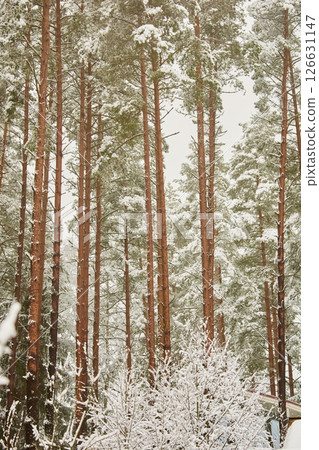The heavy snowfall in a wild park, winter fairy tale in the forest, snow-covered tree branches, large flakes of snow are slowly falling, nobody, snow storm, blizzard 126631147