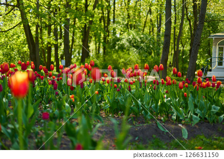 An idyllic garden scene showcasing bright red tulips illuminated by warm sunlight in St.Petersburg, Russia, conveying vibrancy, freshness, and natural beauty in a serene outdoor setting 126631150