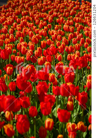 An idyllic garden scene showcasing bright red tulips illuminated by warm sunlight in St.Petersburg, Russia, conveying vibrancy, freshness, and natural beauty in a serene outdoor setting An idyllic garden scene showcasing bright red tulips illuminated by warm sunlight in St.Petersburg, Russia, conveying vibrancy, freshness, and natural beauty in a serene outdoor setting 126631204
