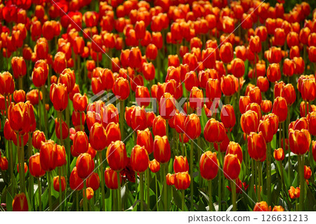 An idyllic garden scene showcasing bright red tulips illuminated by warm sunlight in St.Petersburg, Russia, conveying vibrancy, freshness, and natural beauty in a serene outdoor setting An idyllic garden scene showcasing bright red tulips illuminated by warm sunlight in St.Petersburg, Russia, conveying vibrancy, freshness, and natural beauty in a serene outdoor setting 126631213