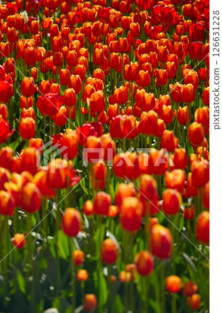 An idyllic garden scene showcasing bright red tulips illuminated by warm sunlight in St.Petersburg, Russia, conveying vibrancy, freshness, and natural beauty in a serene outdoor setting 126631228