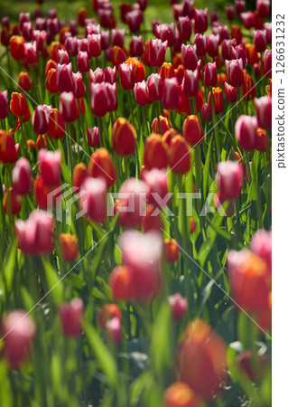 An idyllic garden scene showcasing bright red tulips illuminated by warm sunlight in St.Petersburg, Russia, conveying vibrancy, freshness, and natural beauty in a serene outdoor setting An idyllic garden scene showcasing bright red tulips illuminated by warm sunlight in St.Petersburg, Russia, conveying vibrancy, freshness, and natural beauty in a serene outdoor setting 126631232