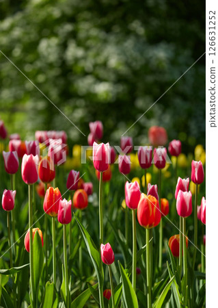 An idyllic garden scene showcasing bright red tulips illuminated by warm sunlight in St.Petersburg, Russia, conveying vibrancy, freshness, and natural beauty in a serene outdoor setting An idyllic garden scene showcasing bright red tulips illuminated by warm sunlight in St.Petersburg, Russia, conveying vibrancy, freshness, and natural beauty in a serene outdoor setting 126631252