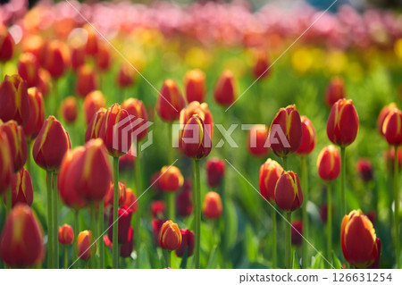 An idyllic garden scene showcasing bright red tulips illuminated by warm sunlight in St.Petersburg, Russia, conveying vibrancy, freshness, and natural beauty in a serene outdoor setting 126631254