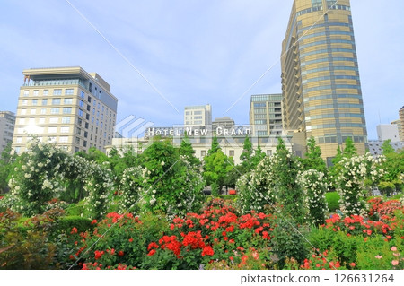 橫濱山下公園：未來的玫瑰園 126631264