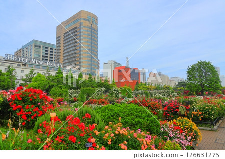 橫濱山下公園:未來的玫瑰園 橫濱山下公園:未來的玫瑰園 126631275