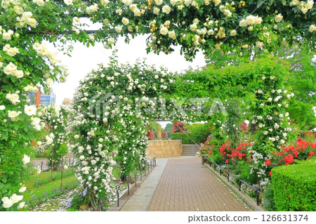 Yokohama Yamashita Park: Rose Garden of the Future 126631374