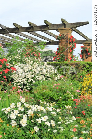 Yokohama Yamashita Park: Rose Garden of the Future 126631375