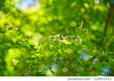 A vibrant forest of fresh greenery (Maple Seed) 4 A vibrant forest of fresh greenery (Maple Seed) 4 126631451