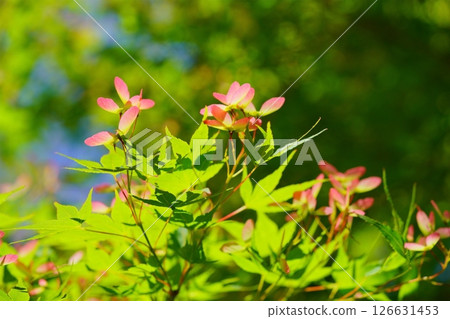 A vibrant forest of fresh greenery (Maple Seed) 3 126631453