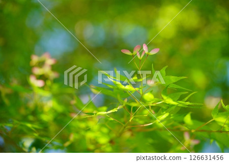 A forest of fresh greenery overflowing with vitality (Maple Seed) 126631456
