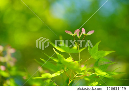 A vibrant forest of fresh greenery (Maple Seed) 5 126631459