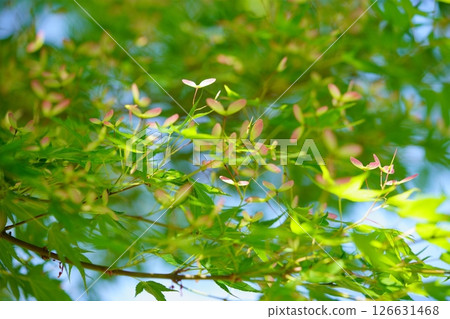Vibrant green forest (maple seed) 16 126631468