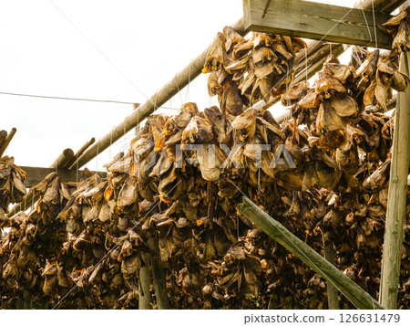 Cod stockfish drying on racks, Lofoten islands Norway Cod stockfish drying on racks, Lofoten islands Norway 126631479