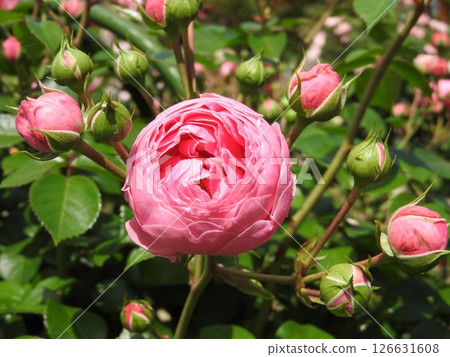 Pomponella, a rose with spherical flowers 126631608