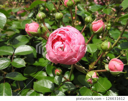 Pomponella, a rose with spherical flowers 126631612