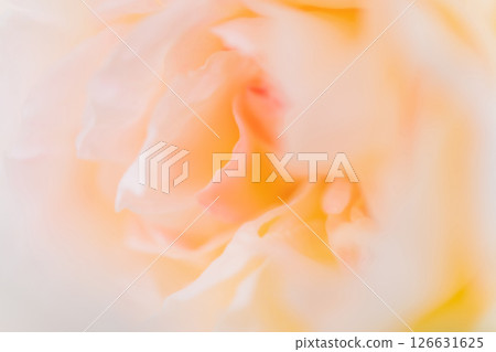 玫瑰/花瓣背景素材 126631625