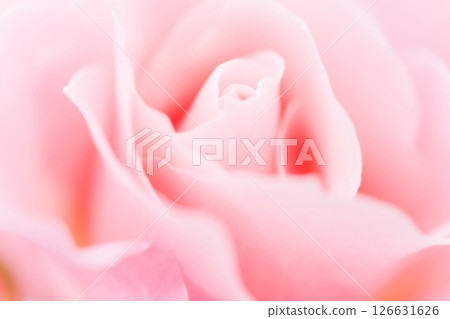 玫瑰/花瓣背景素材 126631626