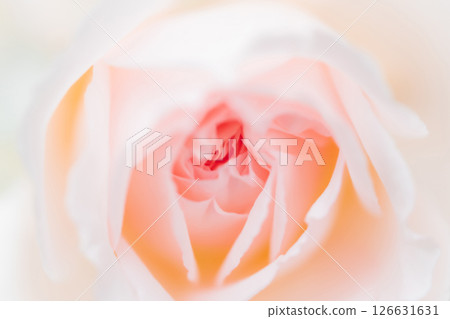 玫瑰/花瓣背景素材 玫瑰/花瓣背景素材 126631631