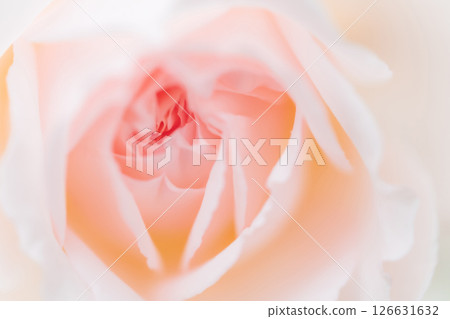 玫瑰/花瓣背景素材 126631632