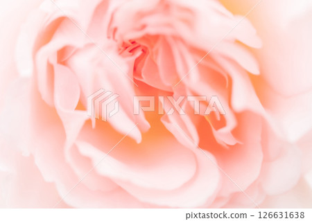 玫瑰/花瓣背景素材 玫瑰/花瓣背景素材 126631638