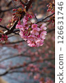 Cherry Blossoms	 126631746