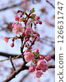 Cherry Blossoms	 126631747