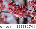 Cherry Blossoms	 126631748