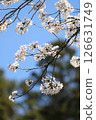 Cherry Blossoms	 126631749