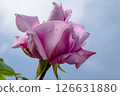 A Beautiful Pink Rose is Blooming Gracefully Against the Clear Blue Sky Above It 126631880