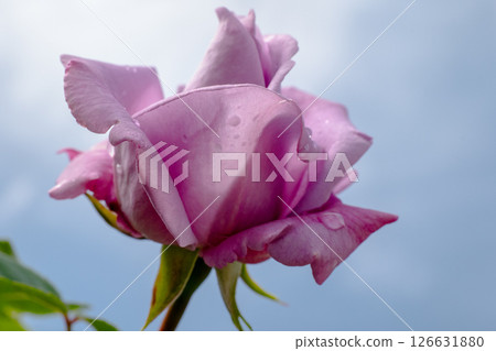 A Beautiful Pink Rose is Blooming Gracefully Against the Clear Blue Sky Above It A Beautiful Pink Rose is Blooming Gracefully Against the Clear Blue Sky Above It 126631880