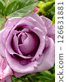 A Beautiful Lavender Rose adorned with Raindrops delicately resting on its vibrant Petals 126631881