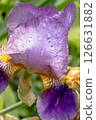 A Beautiful Iris Flower adorned with Dew Drops in Full Bloom, radiating vibrant colors and elegance 126631882