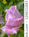 A Beautiful Lavender Rose Blossom at Its Peak of Full Bloom, Radiating Elegance and Charm 126631883
