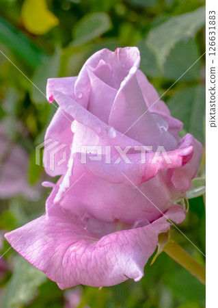 A Beautiful Lavender Rose Blossom at Its Peak of Full Bloom, Radiating Elegance and Charm A Beautiful Lavender Rose Blossom at Its Peak of Full Bloom, Radiating Elegance and Charm 126631883