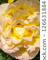 A Beautiful Yellow Rose with Delicate and Soft Petals adorned with Glimmering Dew Drops 126631884