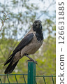 This is a detailed closeup view of a bird that is perched gracefully on a wooden fence post 126631885