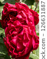 The Vibrant Red Roses are now blossoming beautifully in full bloom, showcasing their splendor 126631887