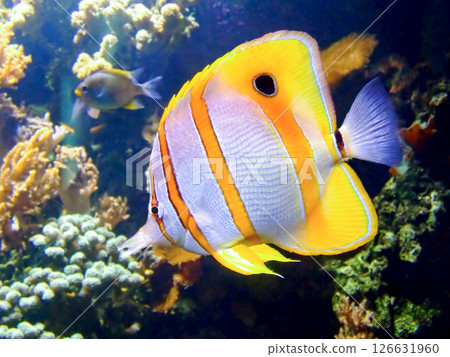 Clown fish 126631960