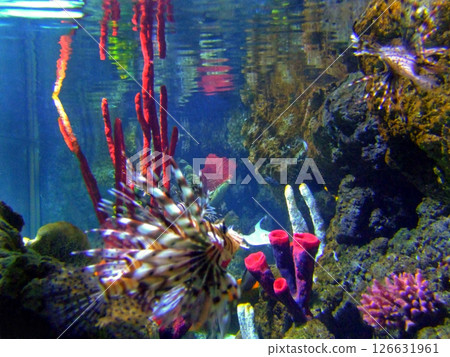 Coral fish 126631961