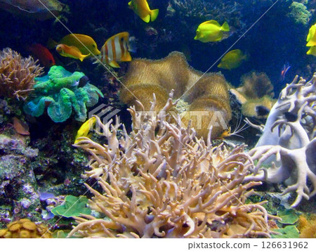 Coral life 126631962