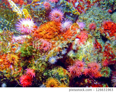 Coral reef 126631963