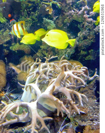 Yellow fish 126631968