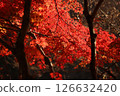 Autumn leaves 126632420