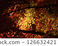 Autumn leaves 126632421