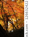 Autumn leaves 126632422