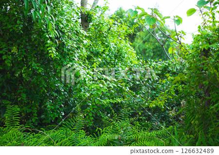 Beautiful scene of tropical trees and plants in the rainforest of Thailand. Nature background of a rainforest Beautiful scene of tropical trees and plants in the rainforest of Thailand. Nature background of a rainforest 126632489